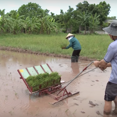 may cay lua khong dong co ma san hinh 1
