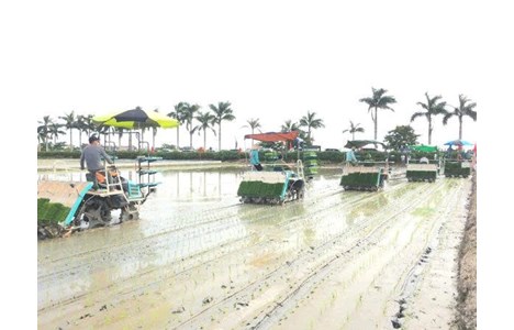 may cay lua kubota spv-6cmd hinh 3